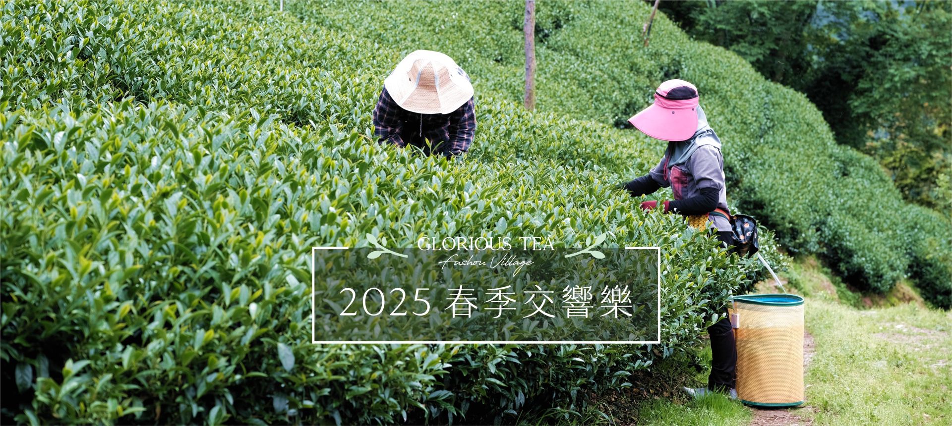 春茶預告春茶上市-2025_0
