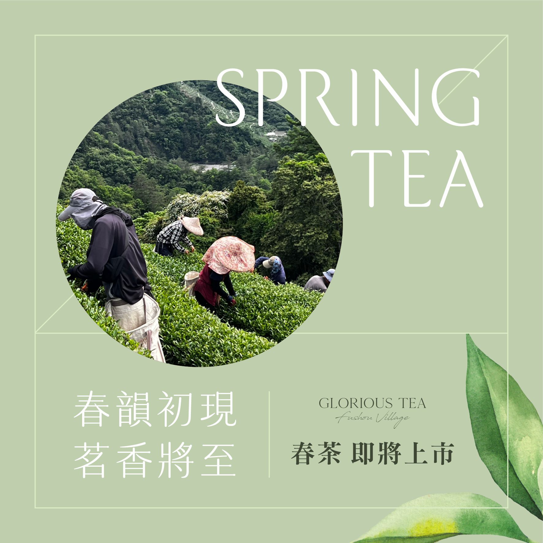 高覺茶貼文-春韻初現春茶即將上市-1150609_0