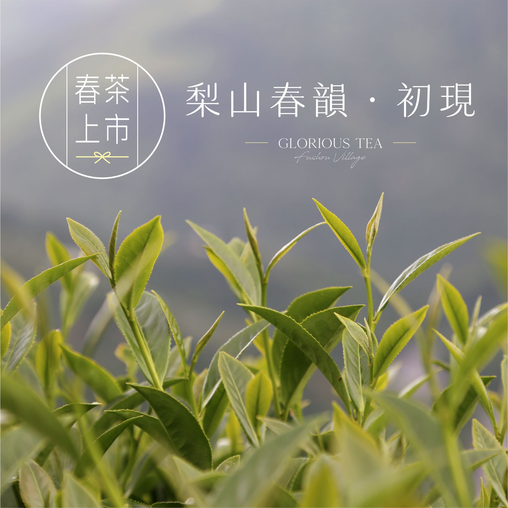 2026 春茶及命名更新